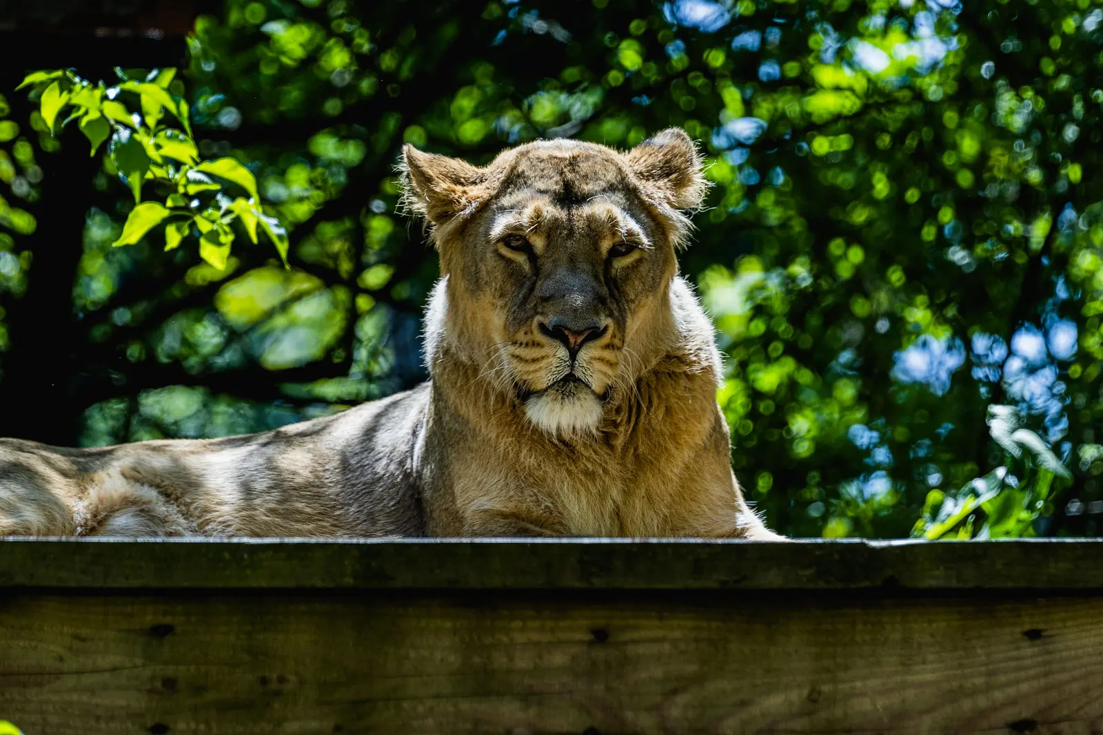 London Zoo descends institutionally from the 1828 transfer of the Tower's menagerie animals to Regent's Park. The current resident Asiatic lions are part of an international breeding programme