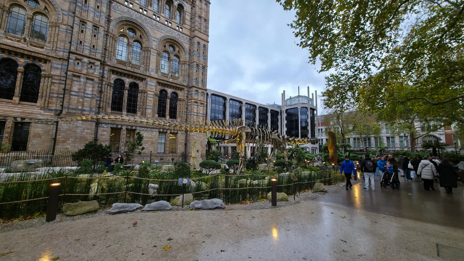 Fern the Diplodocus, a 26-metre bronze cast of Dippy, standing in the new Jurassic Garden alongside the south side of the Natural History Museum building on an overcast December evening, with ferns and Wollemi pines planted around its base