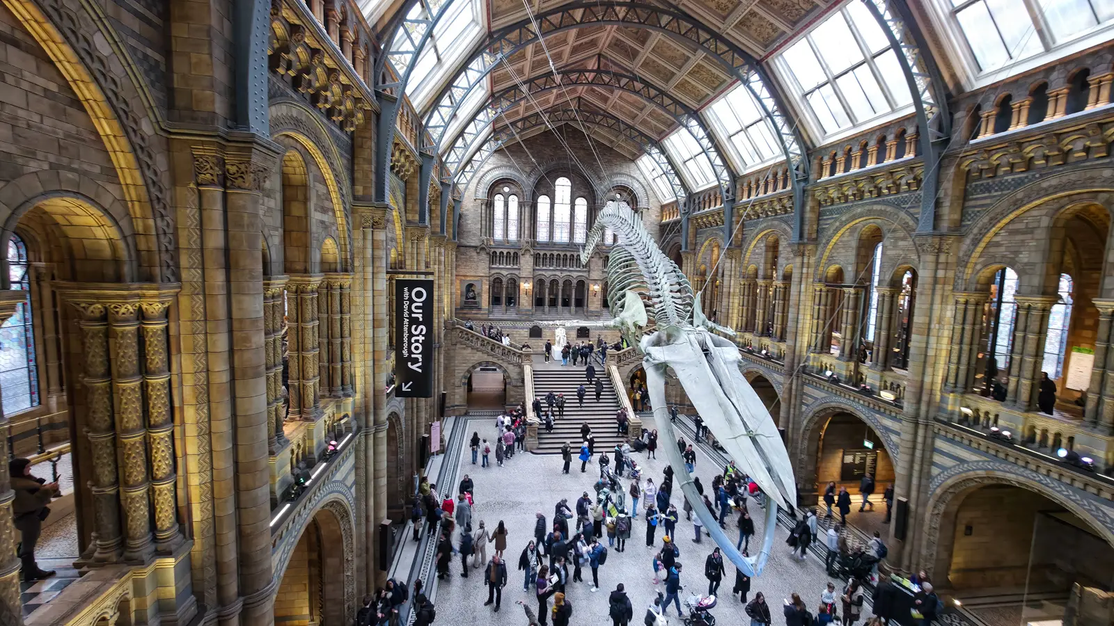 Hintze Hall inside the Natural History Museum in London with the suspended Hope blue whale skeleton diving from the ceiling, the grand staircase behind, and the terracotta Romanesque arches of Alfred Waterhouse's 1881 building