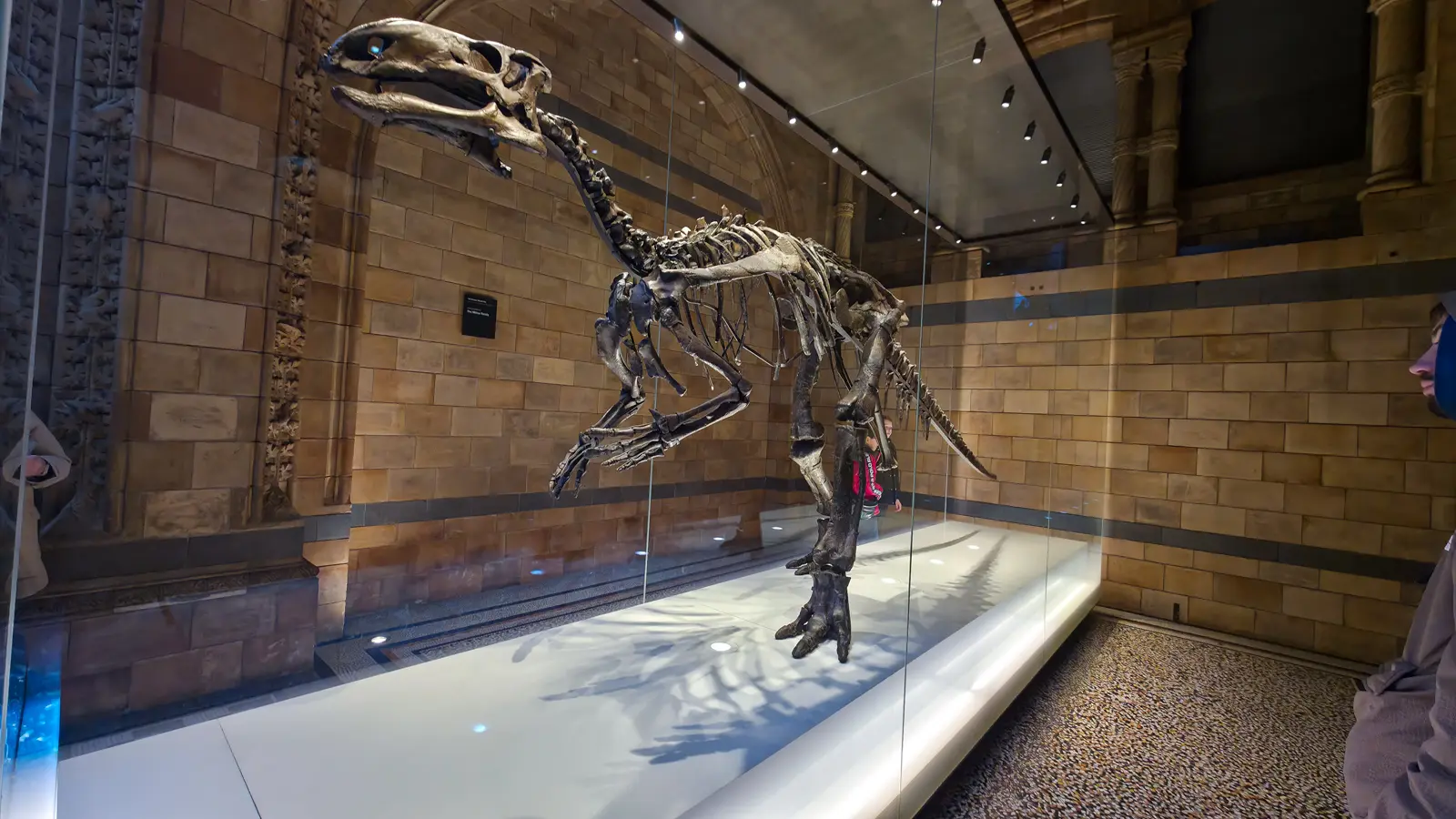 The Mantellisaurus atherfieldensis skeleton at the Natural History Museum, posed bipedally on its hind legs inside a tall glass case, with Romanesque arches and carved animal panels on the terracotta-clad wall behind