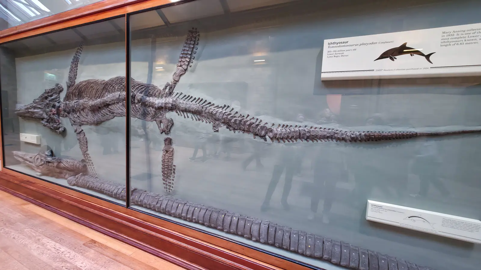 The Temnodontosaurus platyodon ichthyosaur skeleton at the Natural History Museum collected by Mary Anning in 1832 at Lyme Regis, mounted in a long horizontal glass case with its label noting the Hawkins Collection acquisition and the 6.83-metre length