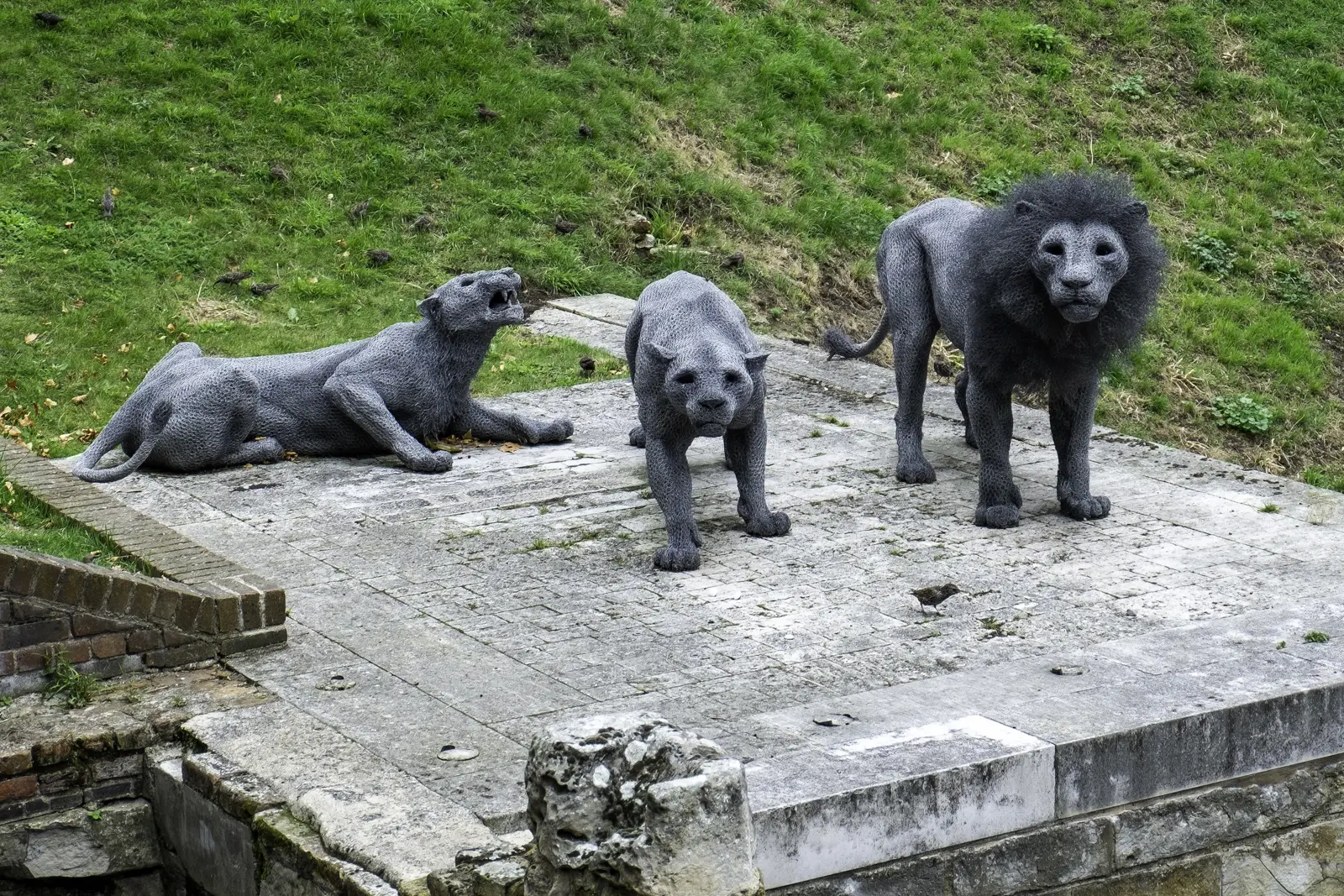 The big cats are sculpted in galvanised wire mesh layered over a steel armature, a technique Haste has used since her work in animal sculpture began in the 1990s