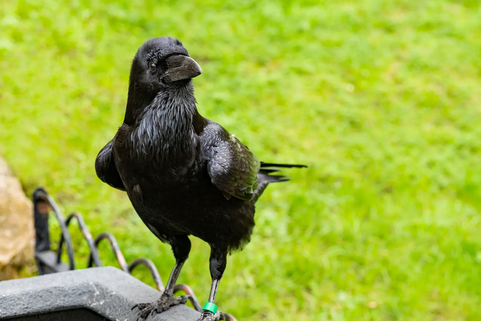 Tower ravens are common ravens (Corvus corax), the largest of the corvid family, with wingspans of up to 130 cm and lifespans much longer than a typical wild crow