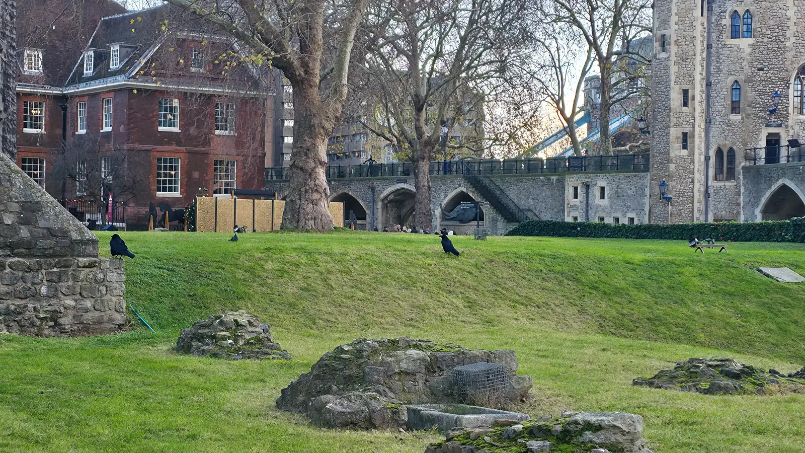 At least seven ravens are kept at the Tower of London at any time, looked after by the Ravenmaster and the team of Yeoman Warders. Each bird wears a coloured leg band for identification