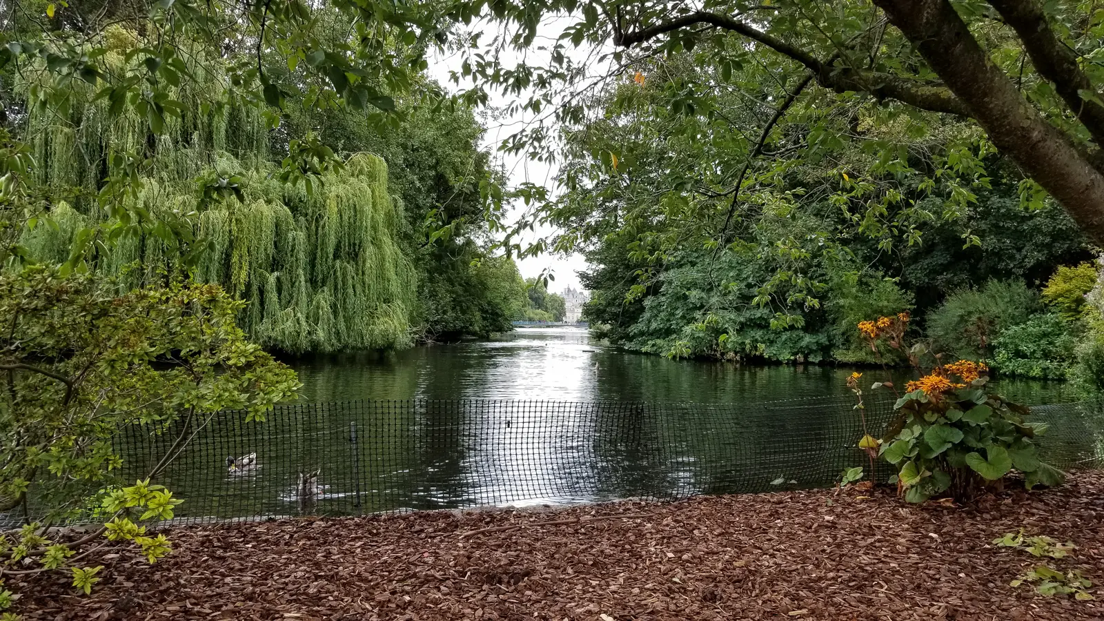 The lake in St James's Park framed by willows, with ducks on the water