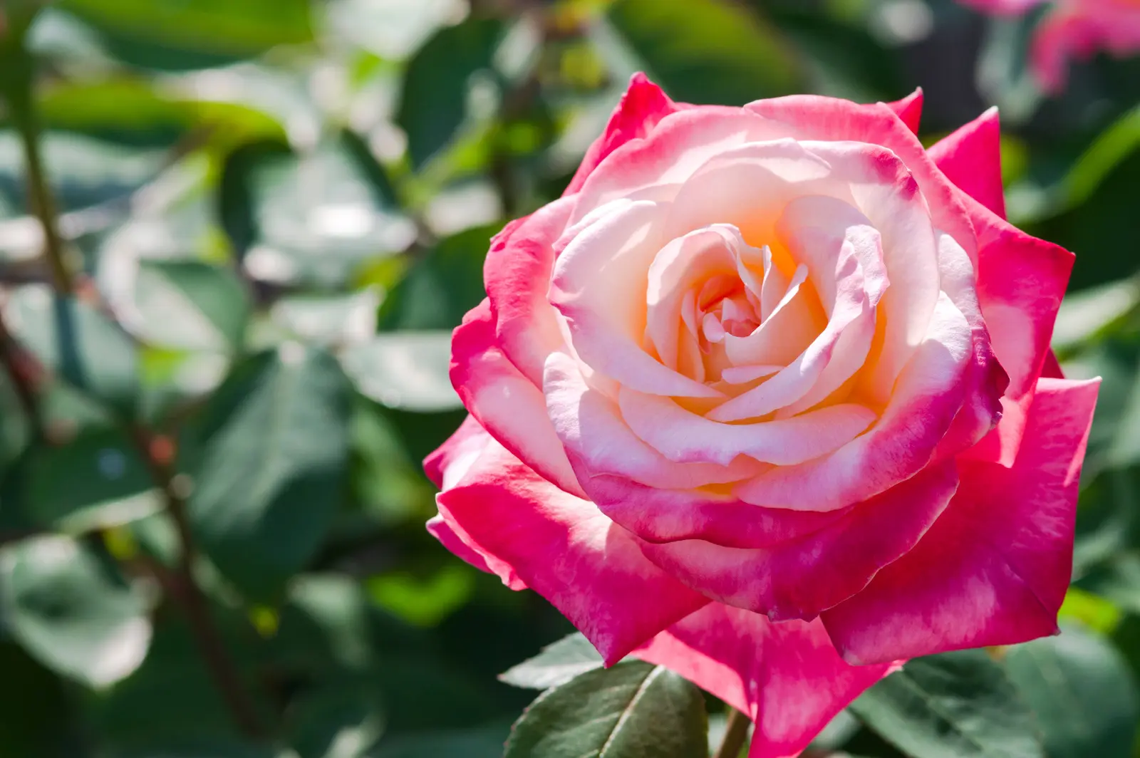 A 'Diana, Princess of Wales' rose, ivory petals blushed with deep pink, blooming in a garden.