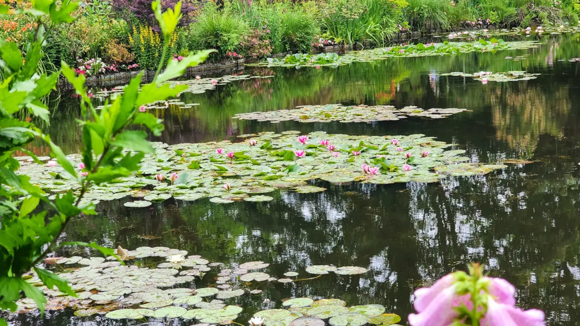Water lilies and pink blooms floating on Monet's pond in the water garden at Giverny, France