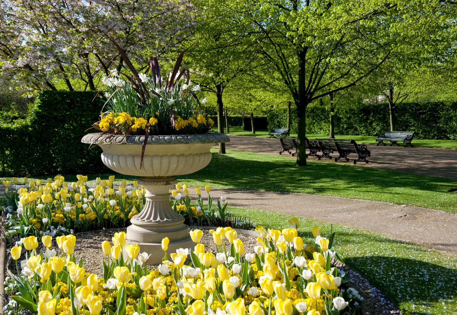 Yellow and white tulips around a carved stone urn in the Avenue Gardens, cherry blossom behind in spring
