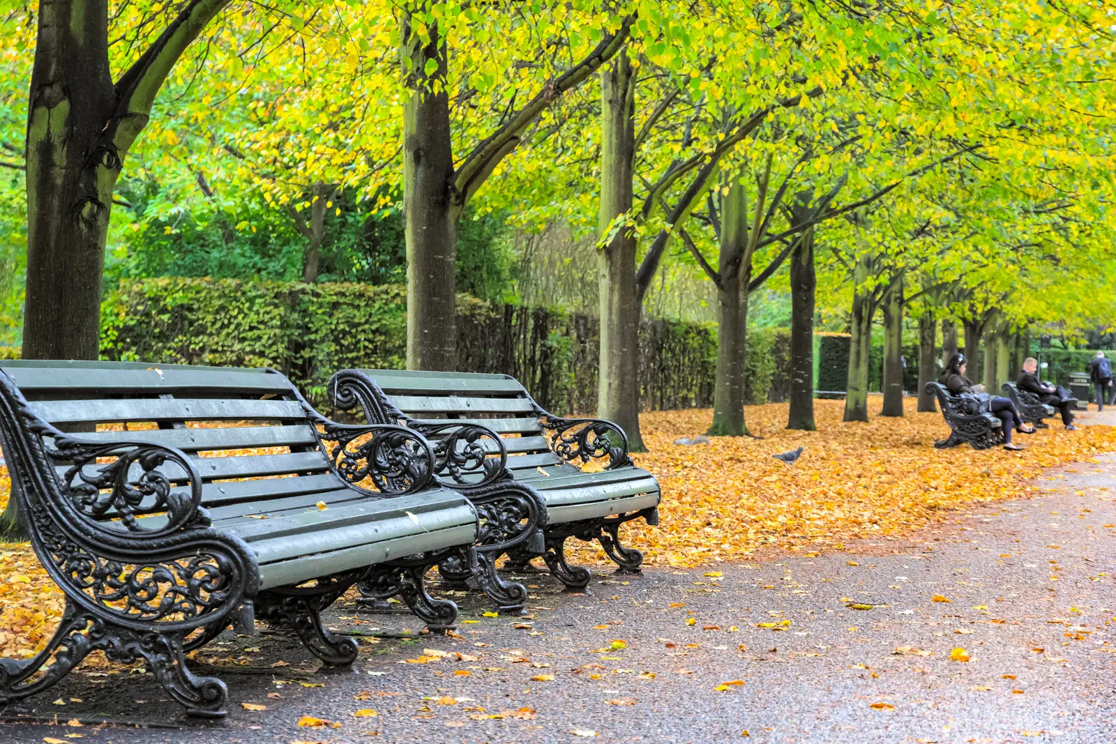 Ornate green cast-iron benches under autumn trees on a leaf-strewn path in Regent's Park