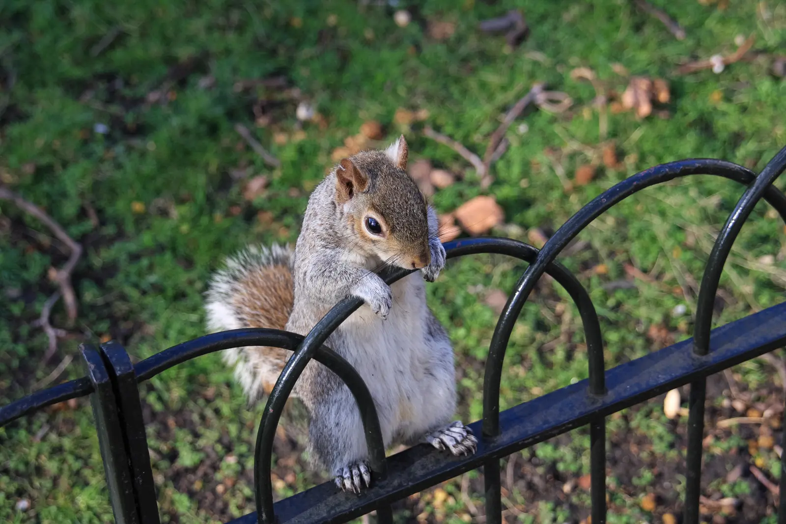 A grey squirrel gripping a low bow-top railing beside the grass in Regent's Park