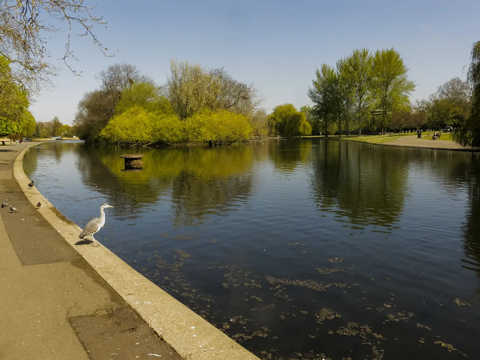A grey heron on the stone edge of the Regent's Park lake in spring, willows greening on the island beyond