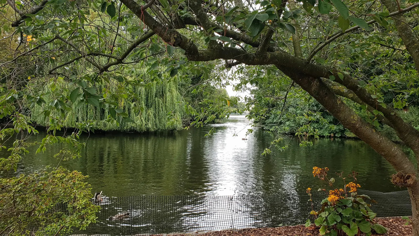 The tree-lined lake in St James’s Park, London, with willows overhanging the water and ducks on the surface