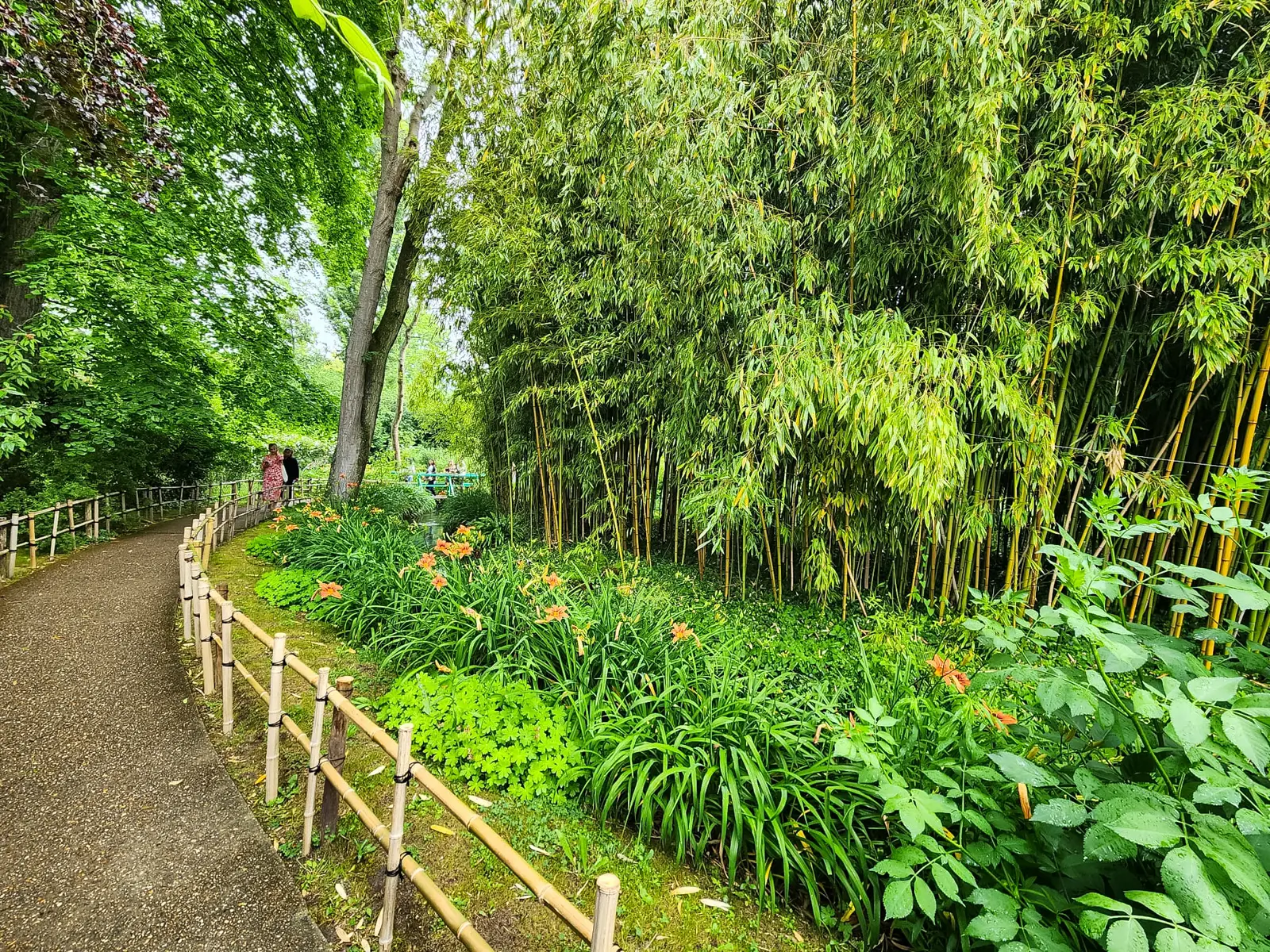 A gravel path at Giverny beside a bamboo grove and orange day lilies, with the green Japanese bridge visible at the far end