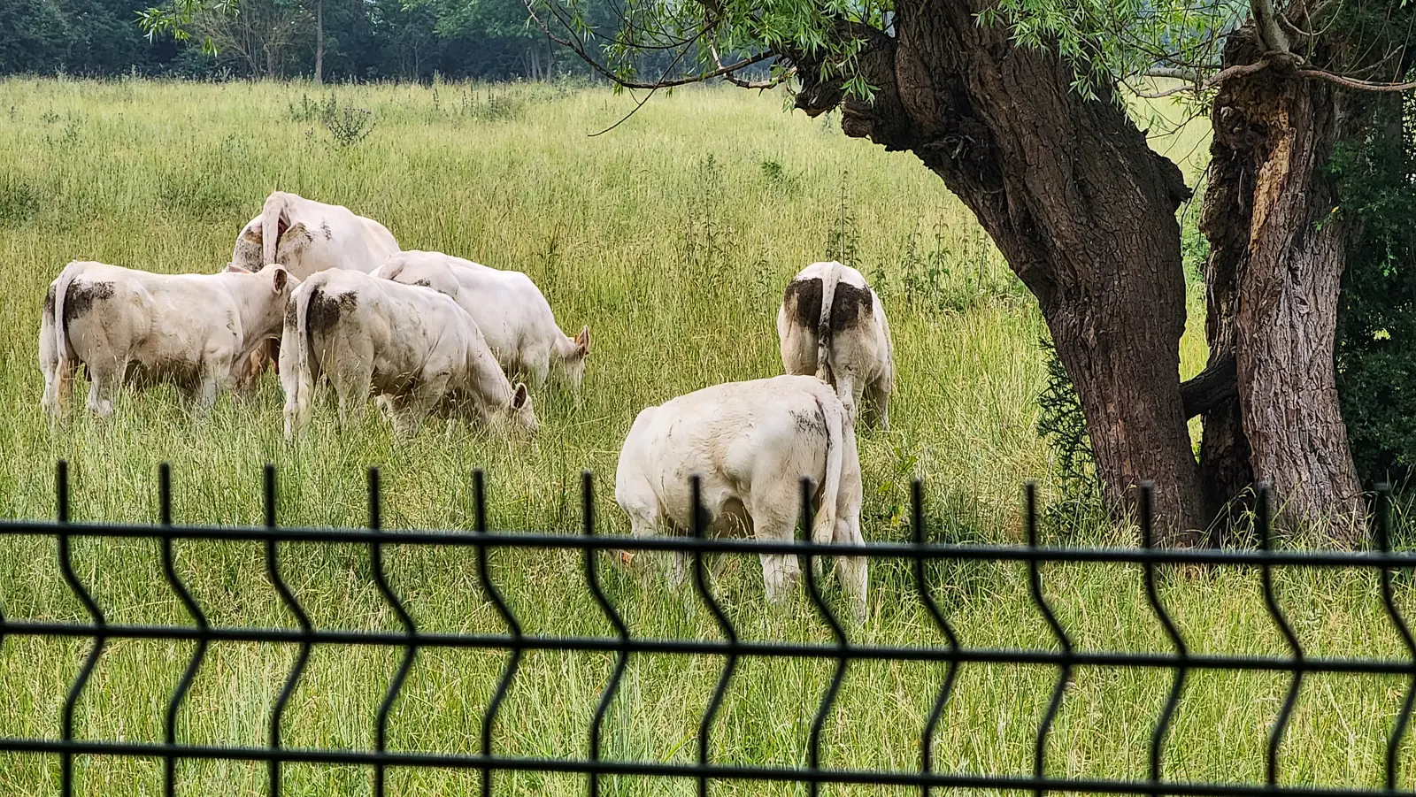 White cattle grazing under a willow in a field on the edge of Giverny, seen through a low wire fence