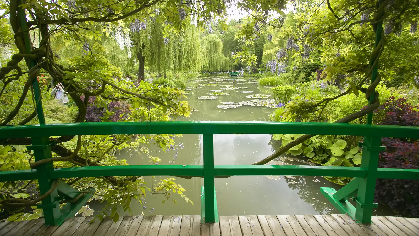 The view from the green Japanese bridge at Giverny, with wisteria overhead, willows on the banks and lily pads down the pond