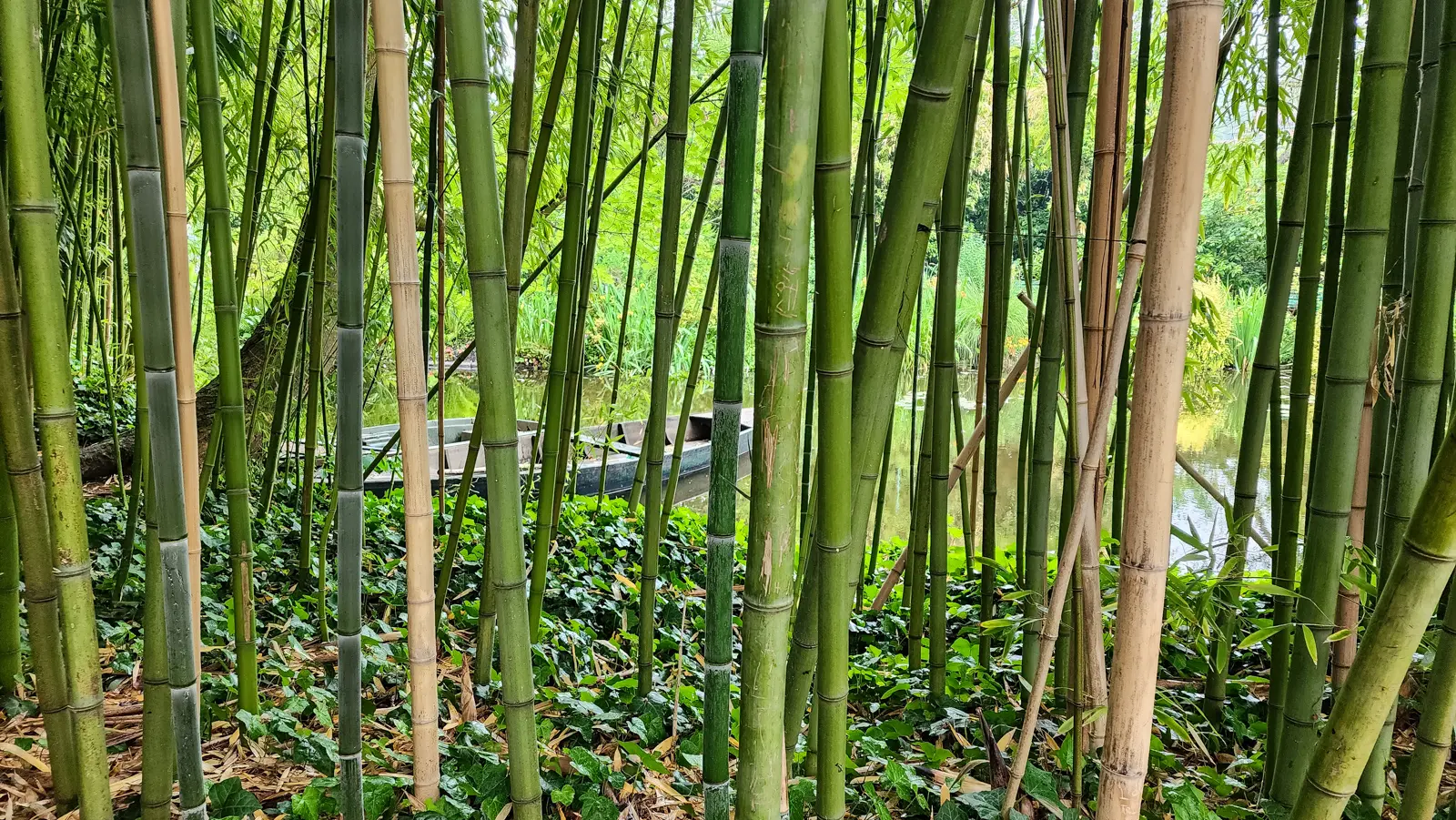 A wooden boat moored on the pond at Giverny, seen through a dense screen of bamboo stems and ivy on the bank