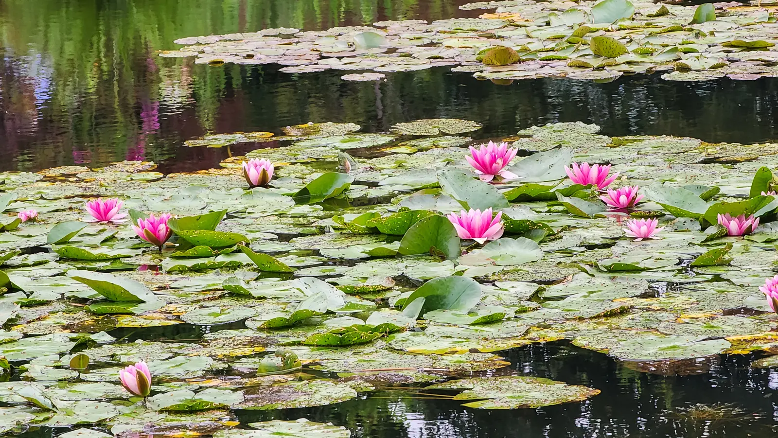 Pink water lilies open among lily pads on the pond at Giverny, with dark reflections of trees on the water behind them