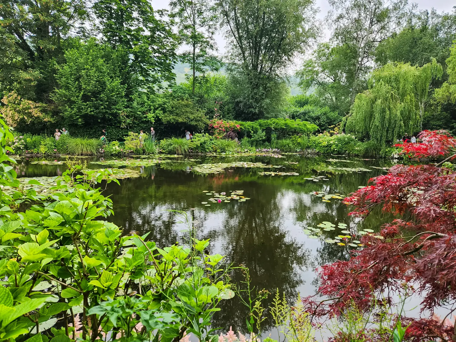 The pond at Giverny in wide view, with a weeping willow on the far bank, a red Japanese maple on the right and visitors on the path beyond