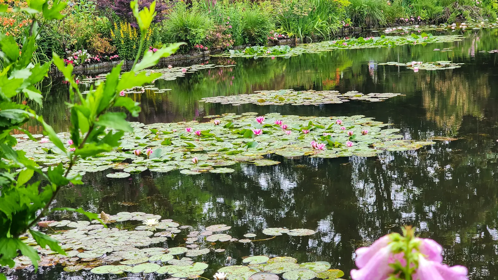The water-lily pond at Giverny, with lily pads across the surface, planted banks behind and reflections of the trees in the water