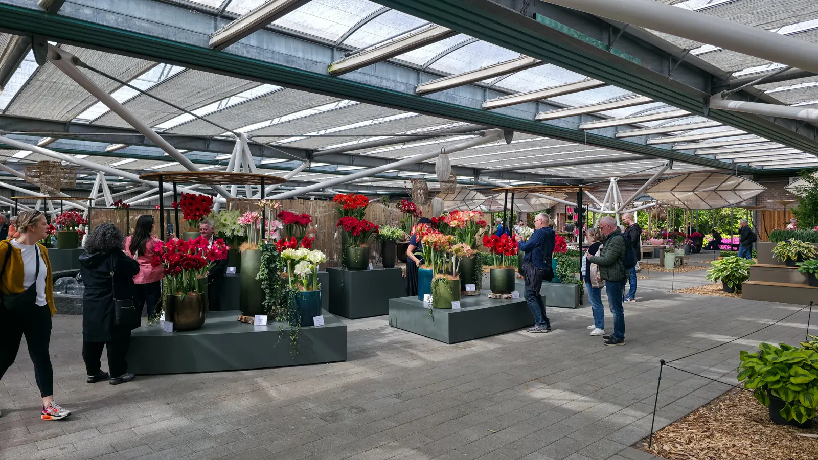 Amaryllis in red, white and pink displayed in pots on green plinths beneath a glass roof inside a pavilion at Keukenhof