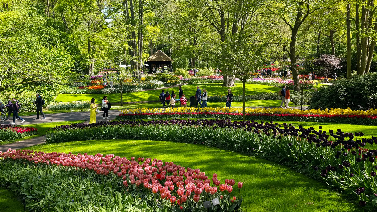 Curving beds of pink, dark plum and yellow tulips separated by mown lawn, with visitors walking a path at Keukenhof