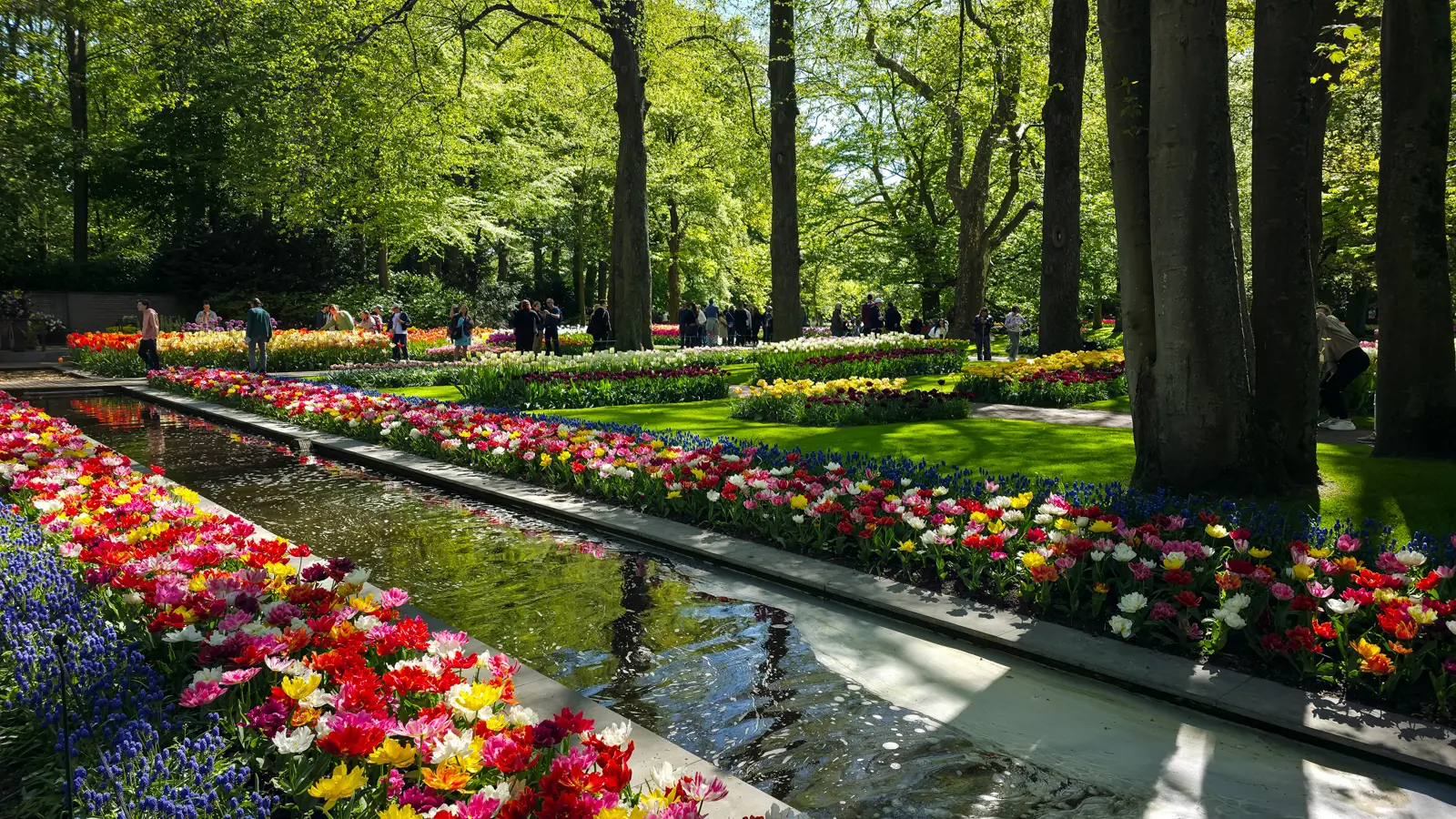 A formal stone-edged water channel at Keukenhof lined with red, white, pink and yellow tulips, under tall beech trunks