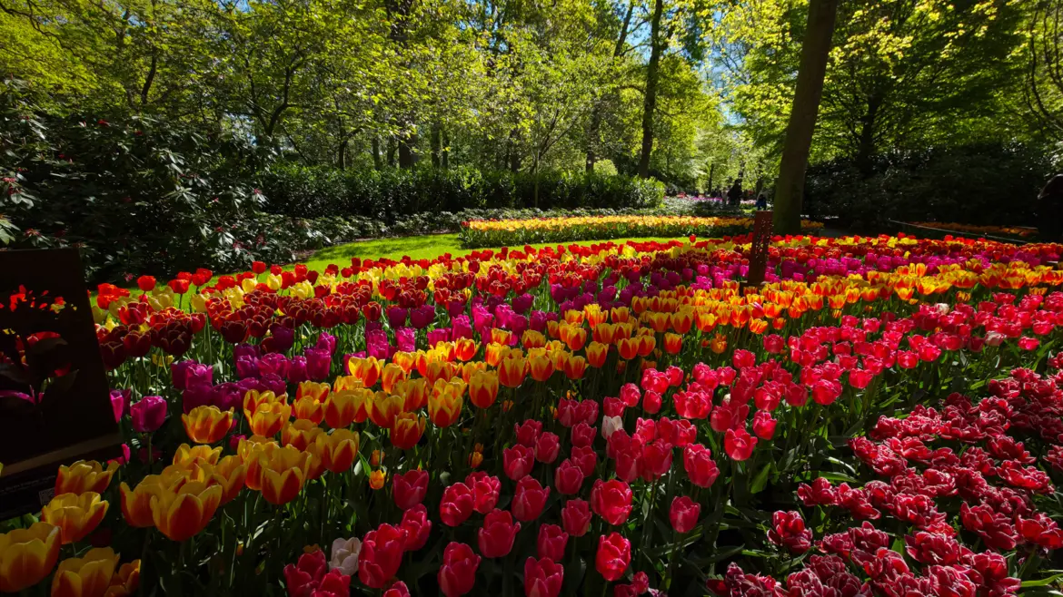Blocks of red, yellow, pink and purple tulips massed under tall trees at Keukenhof gardens in Lisse, the Netherlands
