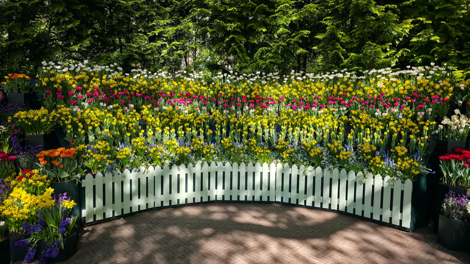 A curved white picket fence at Keukenhof backed by banked tiers of white, pink and yellow tulips and daffodils in front of dark conifers