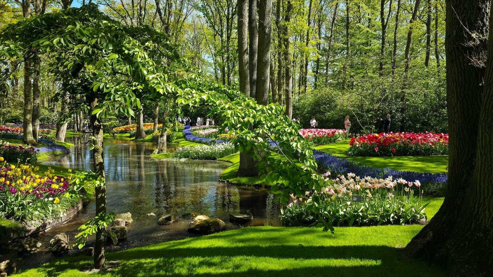 A shallow stream at Keukenhof with stones in the bed, an overhanging tree, and beds of yellow, purple, white and red tulips on the banks