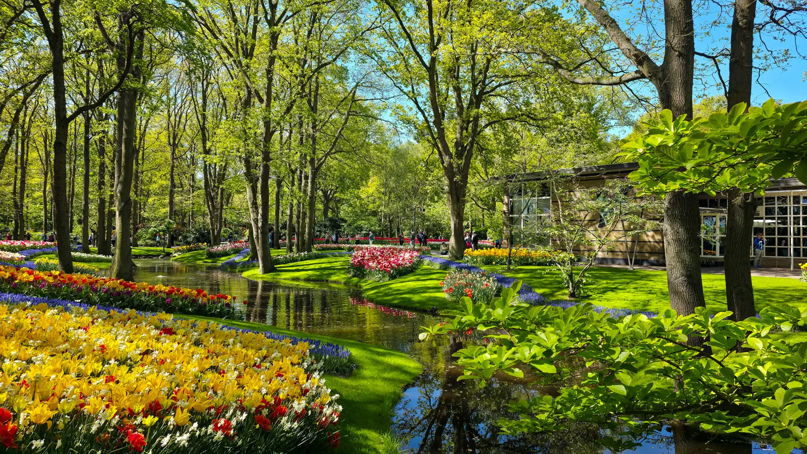 Beds of yellow, red and white tulips beside a winding stream at Keukenhof gardens in Lisse, Netherlands, under bright spring green trees