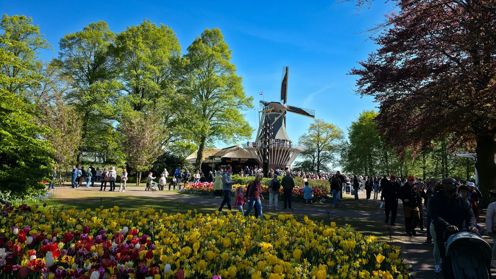 The windmill at Keukenhof rising above a thatched clog shop, with crowds on the paths and beds of yellow, red and purple tulips in front