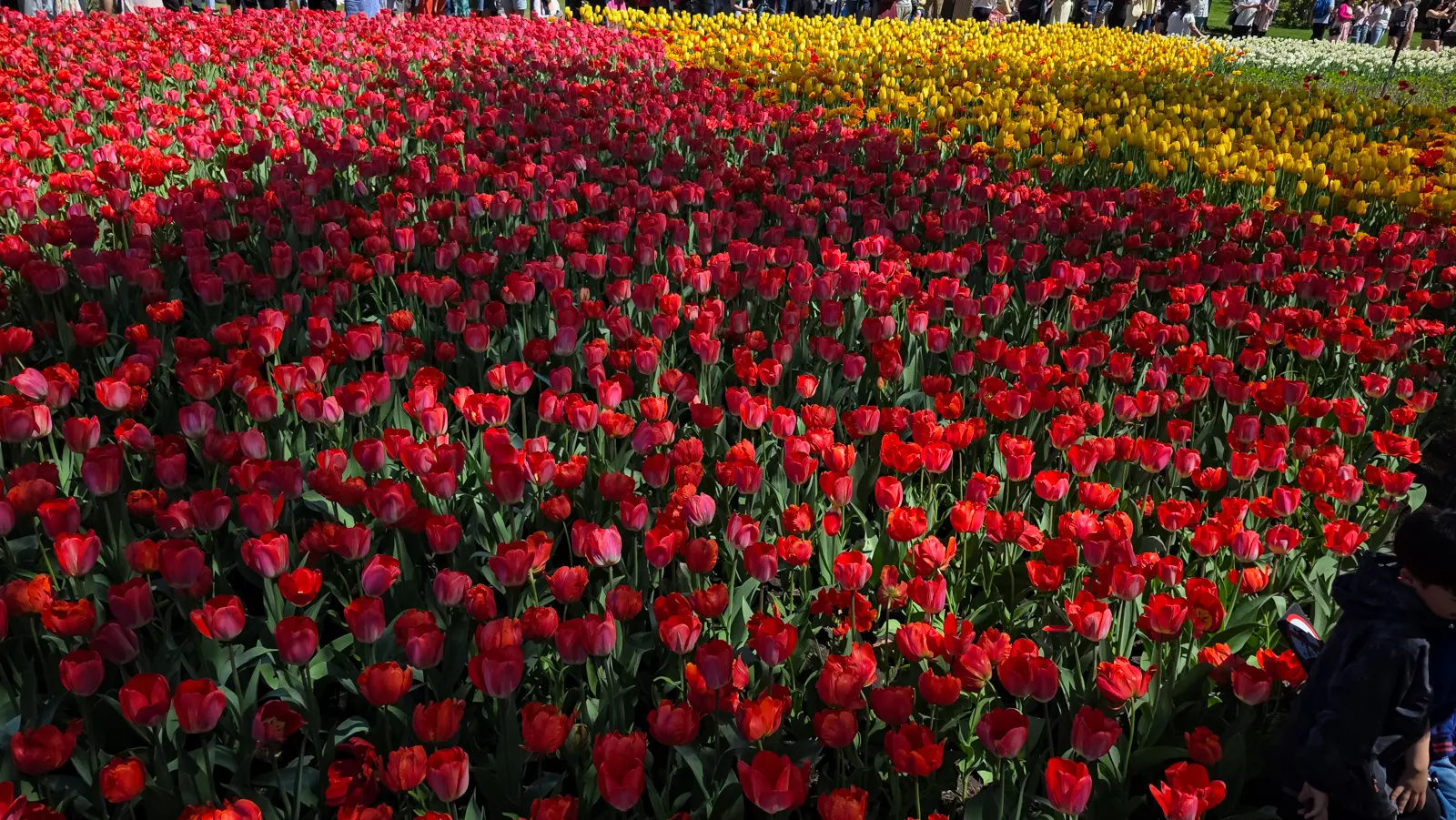 A dense block of red tulips running to bands of yellow and white at Commissioners Park in Ottawa, with visitors along the far edge
