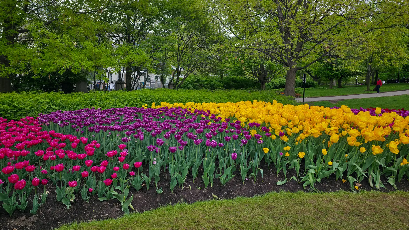 Beds of magenta, purple and yellow tulips in front of ferns and mature trees at Major’s Hill Park in Ottawa, Canada