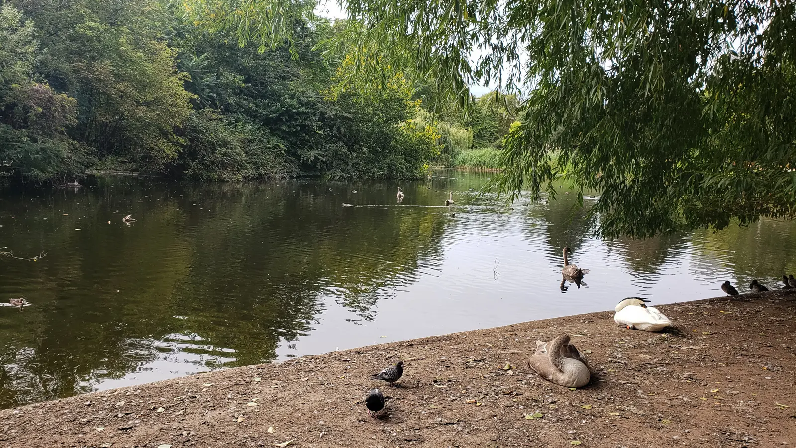 The lake in St James’s Park, with swans, ducks and a resting cygnet on the bank under willow trees, in central London
