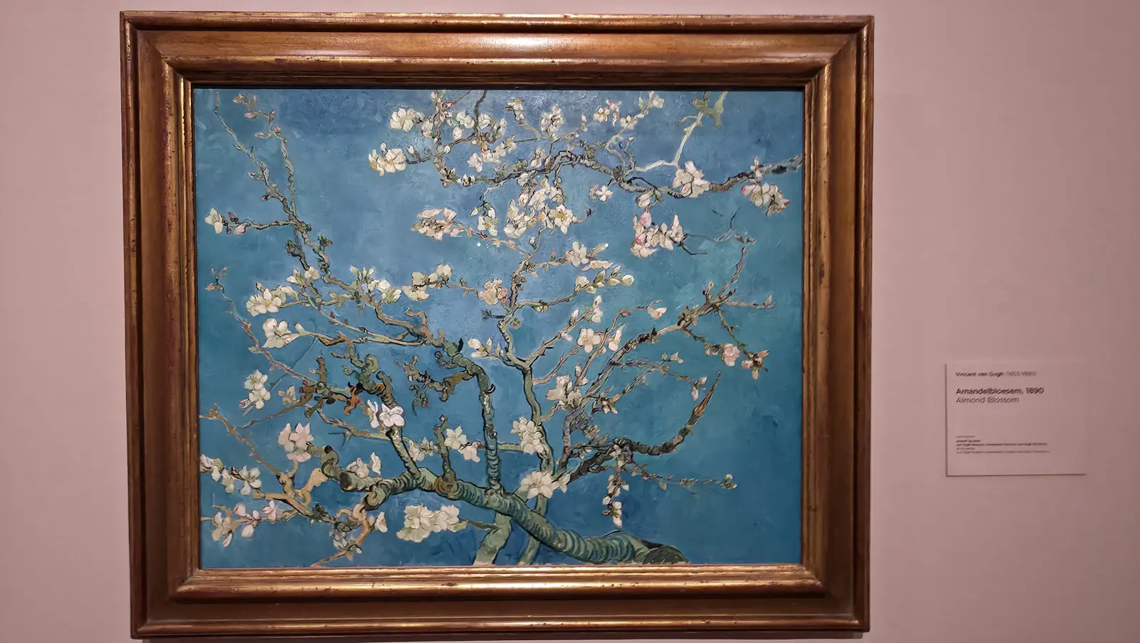 Van Gogh’s Almond Blossom (1890) in a gold frame at the Van Gogh Museum, white blossom on branches against a blue ground