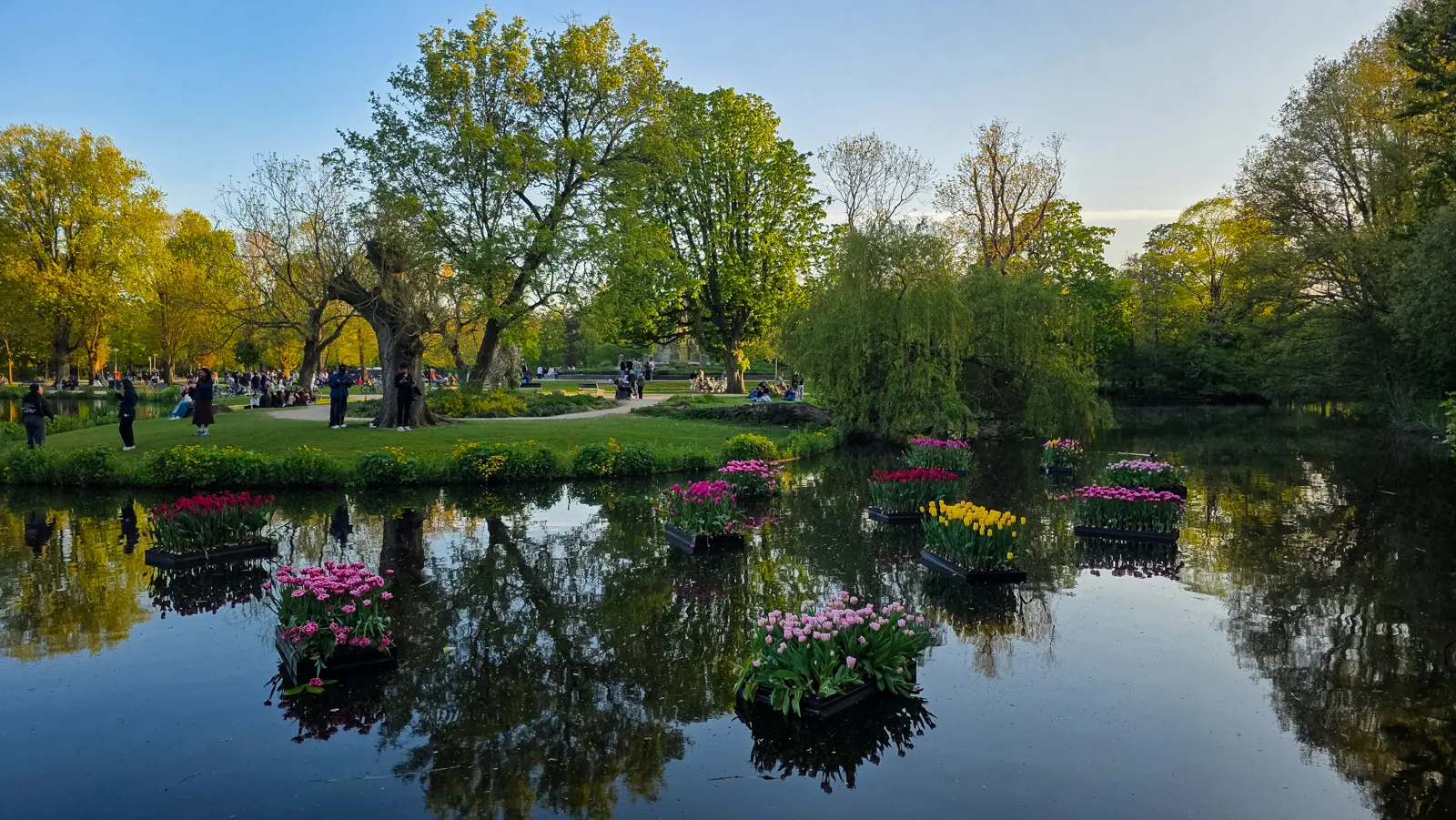 Floating beds of pink, red and yellow tulips on the Vondelpark pond in Amsterdam, mirrored in still water at dusk