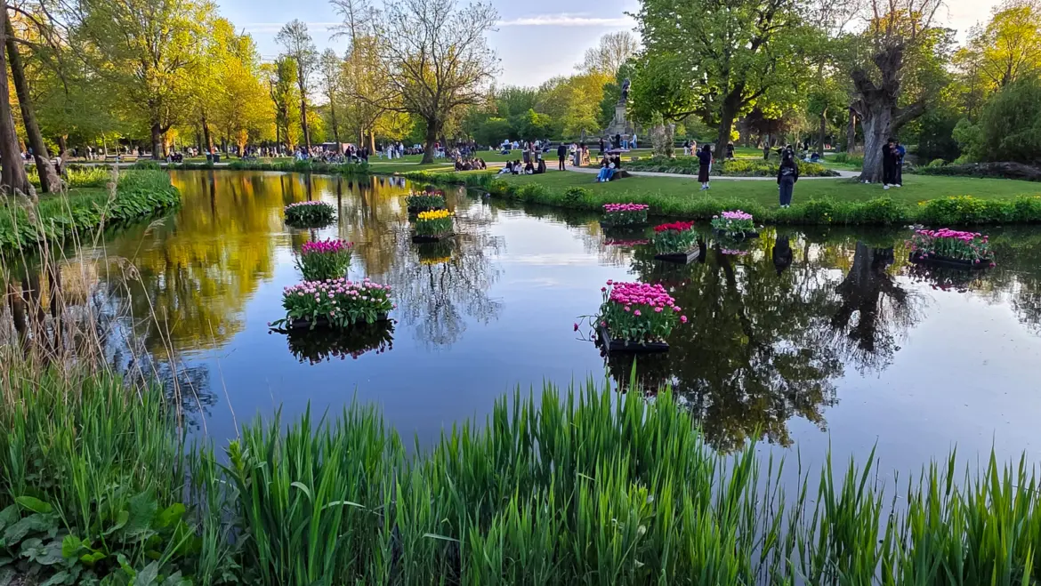 The pond in Vondelpark, Amsterdam, with floating beds of pink tulips on the water and people on the lawns beyond at golden hour