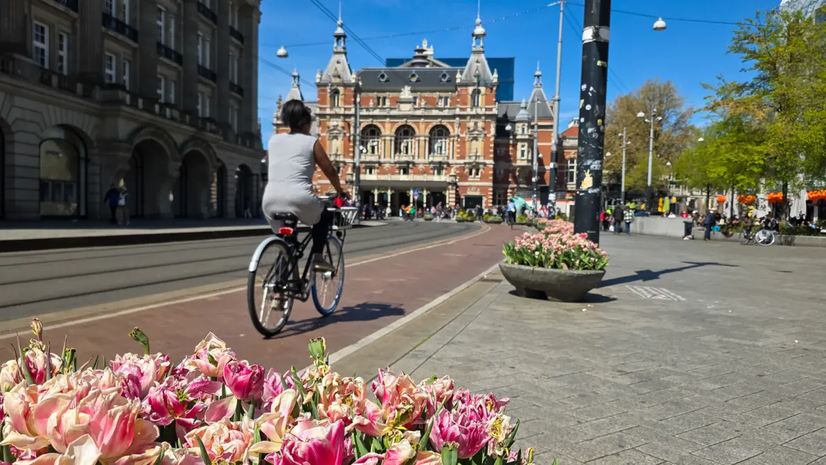 A cyclist rides the red bike lane past the Stadsschouwburg on Leidseplein, Amsterdam, with pink tulips in the foreground and tram tracks alongside