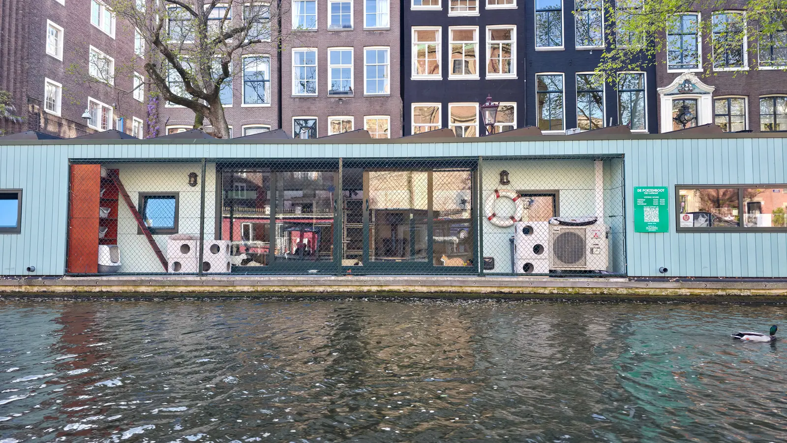De Poezenboot, the floating cat sanctuary on the Singel in Amsterdam, a pale green houseboat with a wire-mesh run, seen from the water with a duck swimming past