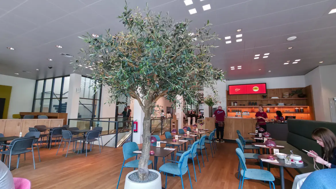 Dining room at Bistro Vincent in the Van Gogh Museum, Amsterdam, with an olive tree in a white planter, blue chairs and the counter beyond