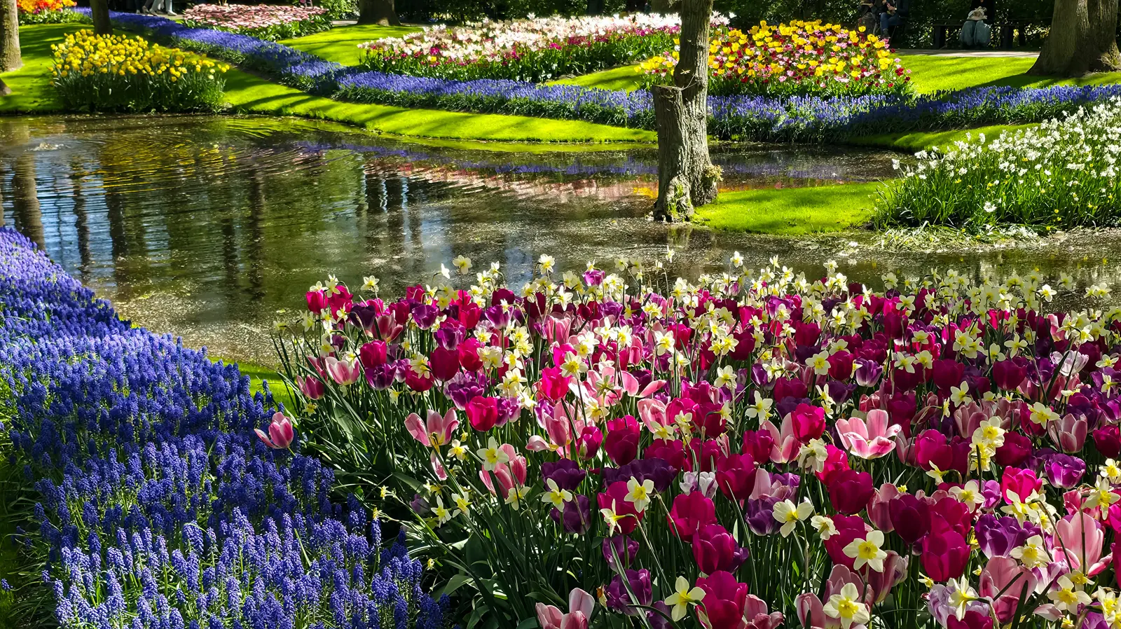 Blue muscari edging a Keukenhof stream, with magenta and pink tulips and white daffodils behind and the treeline reflected in the water