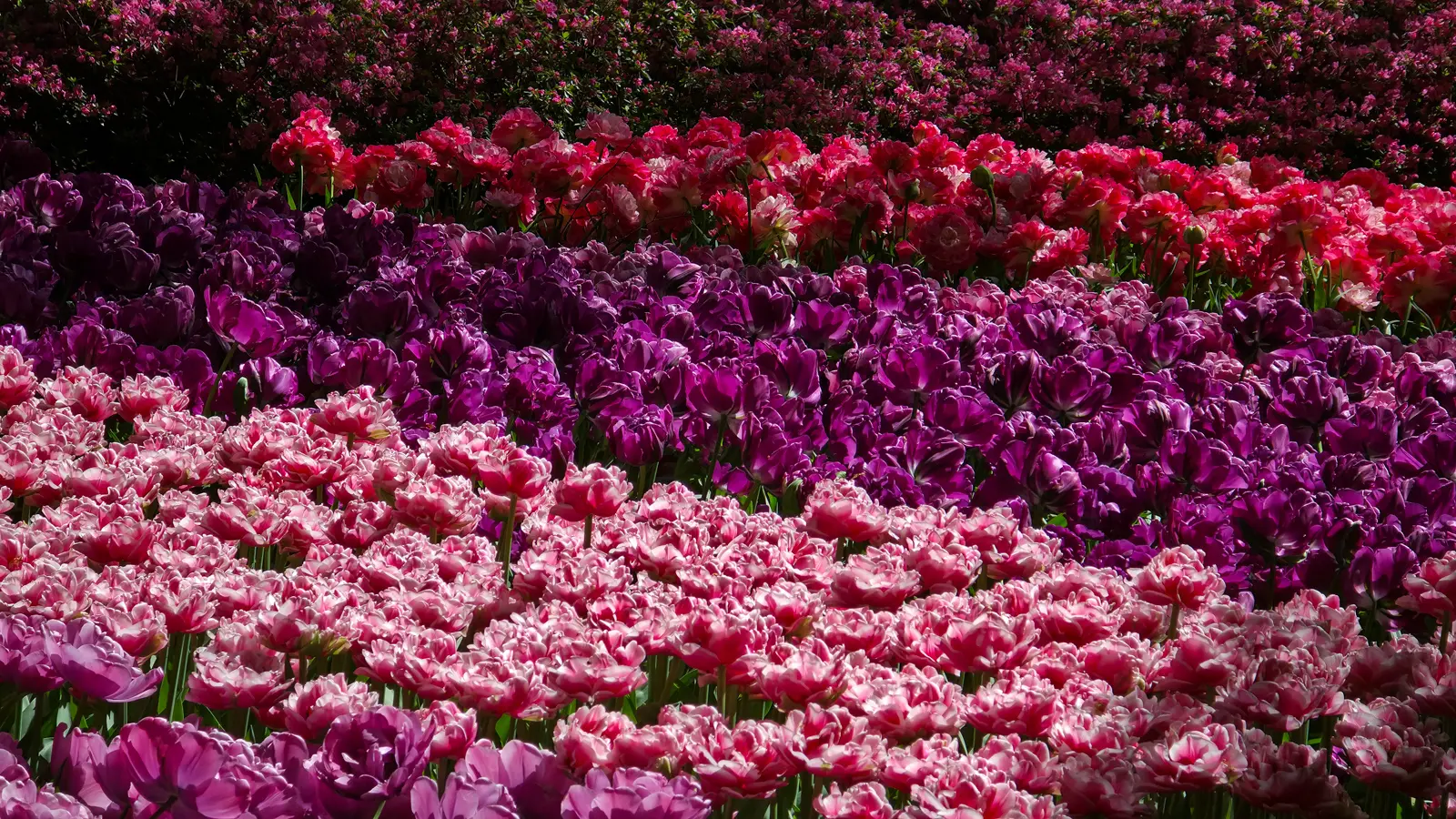 Bands of pale pink and deep purple double tulips backed by coral azaleas at Keukenhof, Lisse