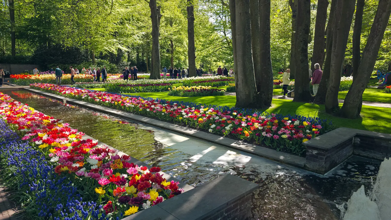 Formal water channel edged with mixed tulips and blue muscari running between mature beech trunks at Keukenhof, Lisse
