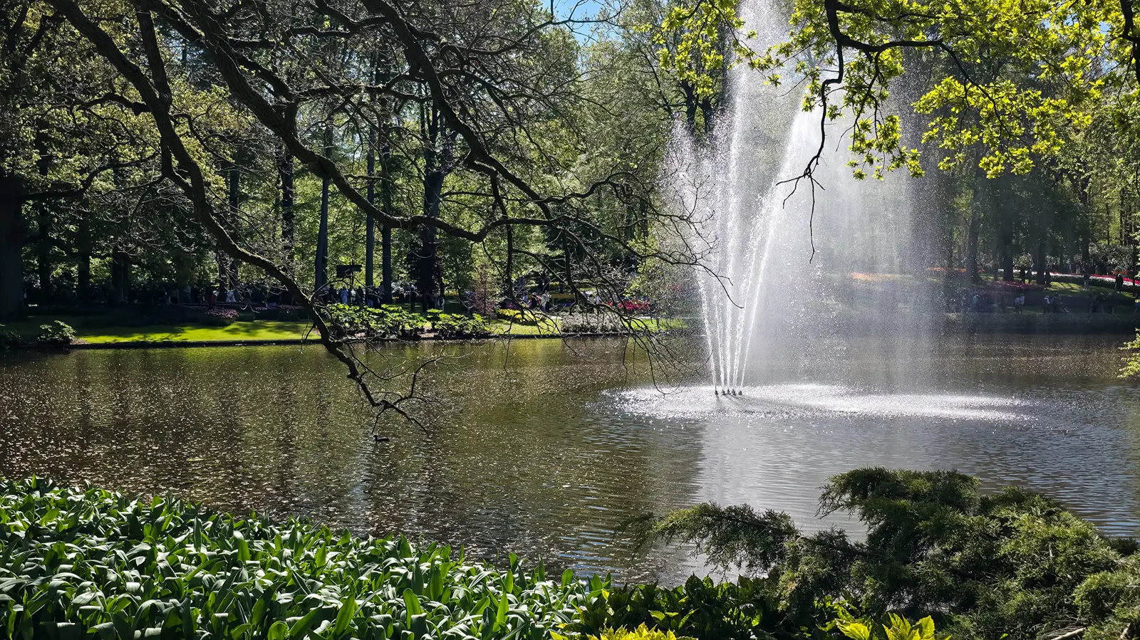 Fountain and open water on the Keukenhof lake, Lisse, framed by overhanging branches, with broad tulip foliage in the foreground