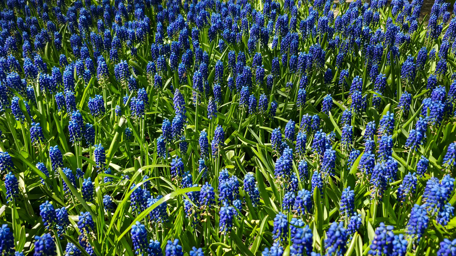 Close-up of dense blue grape hyacinths with green strap leaves in a Keukenhof bed, Lisse