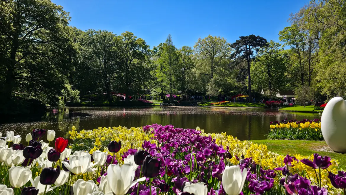 Beds of white, purple and near-black tulips with yellow daffodils along the edge of the lake at Keukenhof, Lisse, under a clear spring sky