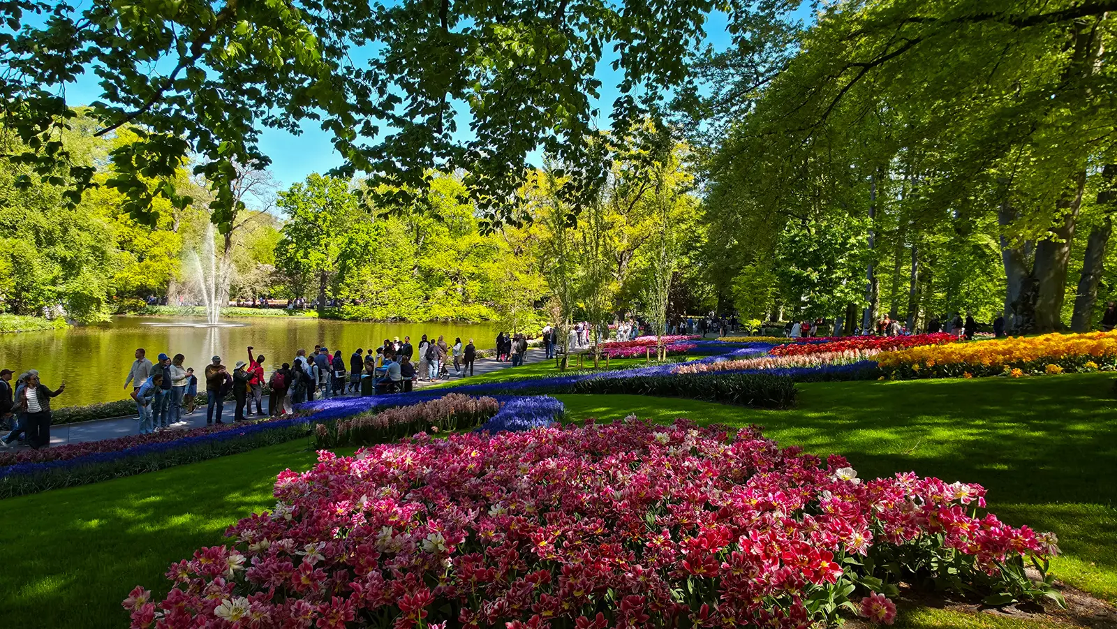 Ribbons of blue muscari and pale hyacinths winding between lawns and tulip beds beside the lake at Keukenhof, Lisse