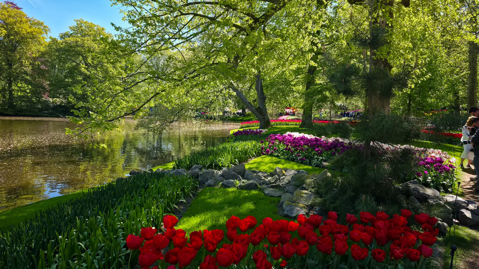 Red, magenta and white tulip beds among rocks and lawn on the wooded bank of the lake at Keukenhof, Lisse