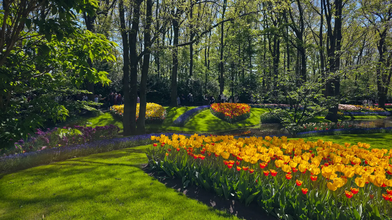 Yellow and red tulips in a curving bed on mown grass under mature trees at Keukenhof, Lisse