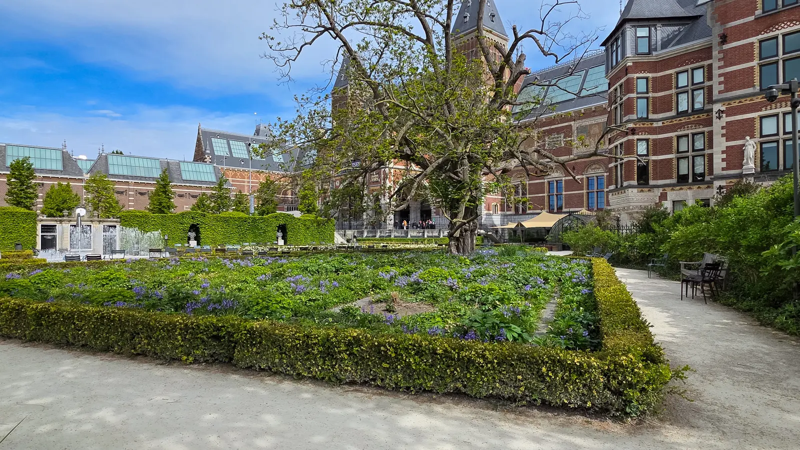 Bed of blue spring bulbs beneath a large bare tree, with the Rijksmuseum roofline and gravel path behind, Amsterdam